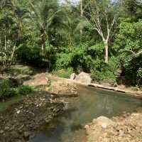 Jungle Cafe 