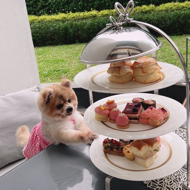 寵物友善酒店🐶帶主子staycation🤎 寵物友善酒店🐶帶主子staycation🤎
