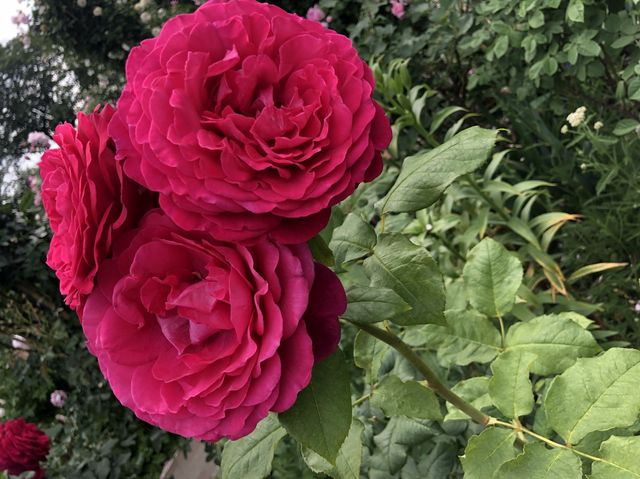 港の見える丘公園@横浜🌹