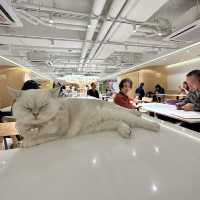 長沙灣🐱🐱cafe