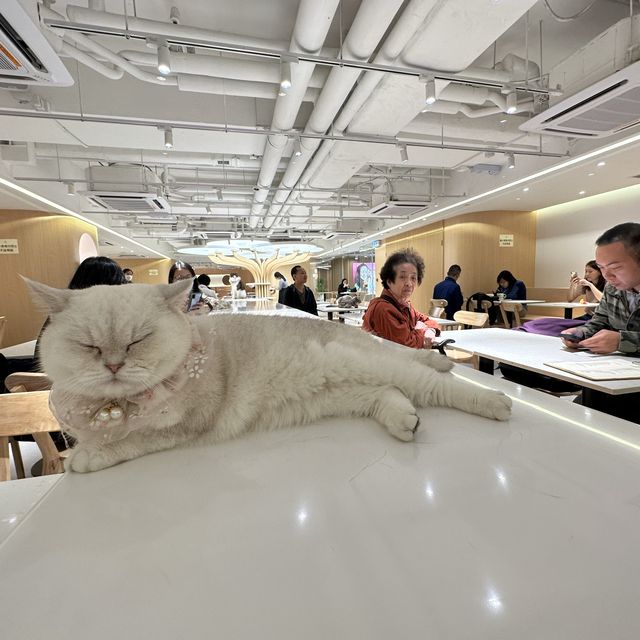 長沙灣🐱🐱cafe