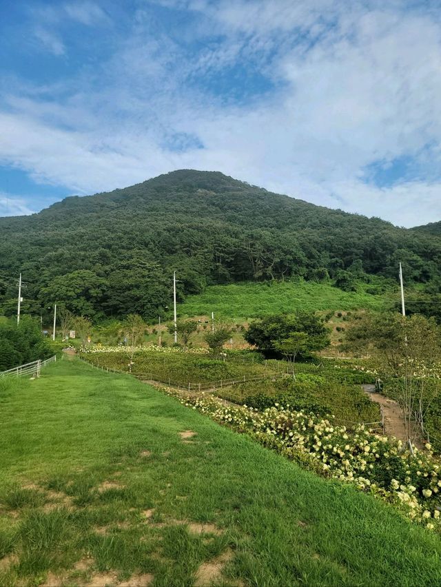 내년 수국시즌이 기대되는 가덕도 야생화단지💚