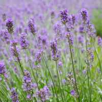 Endless fields of lavenders 🌹🌸💐🌺