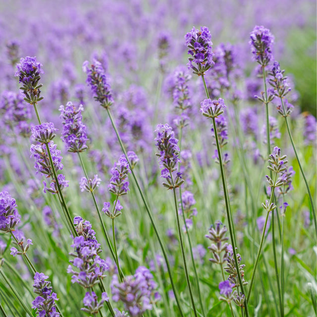 Endless fields of lavenders 🌹🌸💐🌺