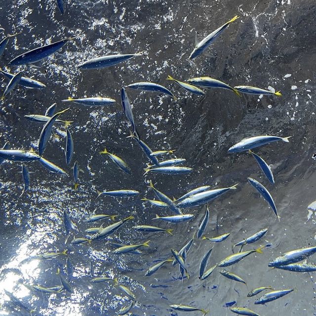 深入海洋奇境！足摺海洋館的神秘海底世界！🌊🐠