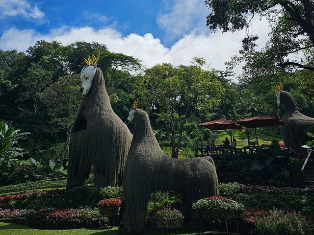 ขึ้นดอยตุง ชมดอกไม้บาน ที่สวนแม่ฟ้าหลวง จ.เชียงราย
