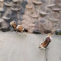 シロクマクレープ　天王寺動物園
