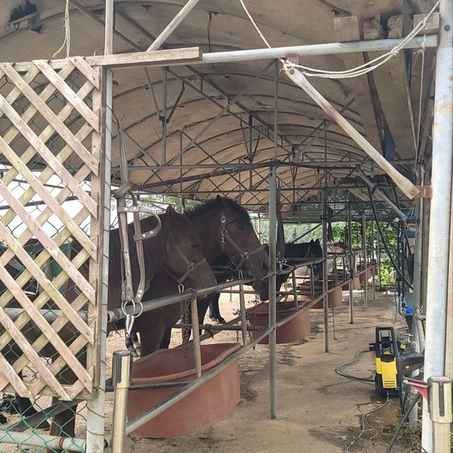 제주는 말이죠?! 🐎풍경을 즐기며 말을타보자 어승생승마장