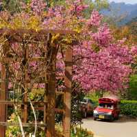 เที่ยวเมืองไทยเหมือนไปต่างประเทศ อ่างขาง