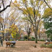 ใบไม้เปลี่ยนสีที่โตเกียว...Ueno Park