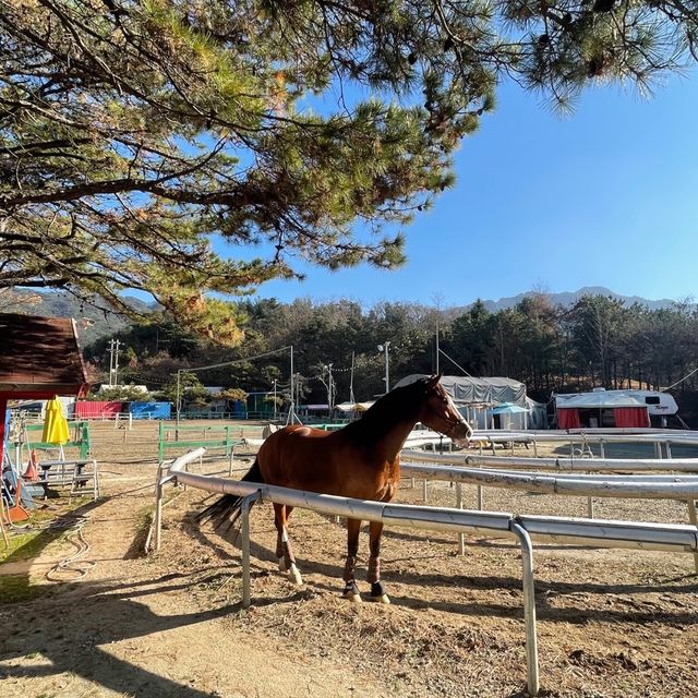 포천 승마장 블독~