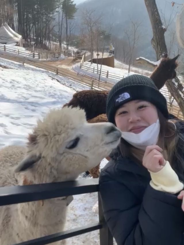 Day trip from Seoul to meet the Alpacas 🦙🦙
