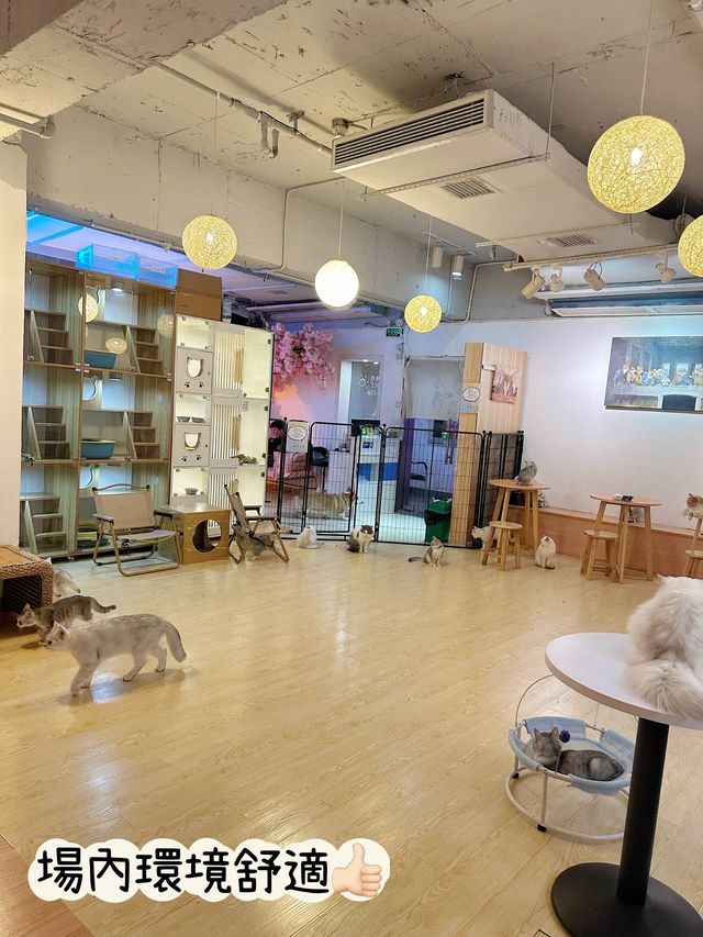 ⭐️貓貓Cafe竟然有豬仲有狗？🐱🐷🐶