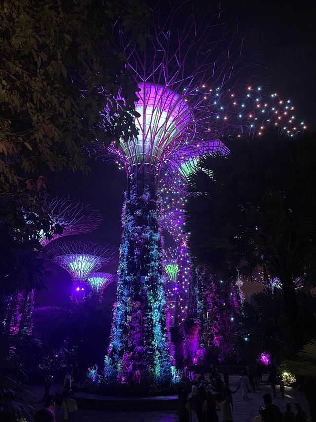 新加坡 | 必去睇夜景gardens by the bay