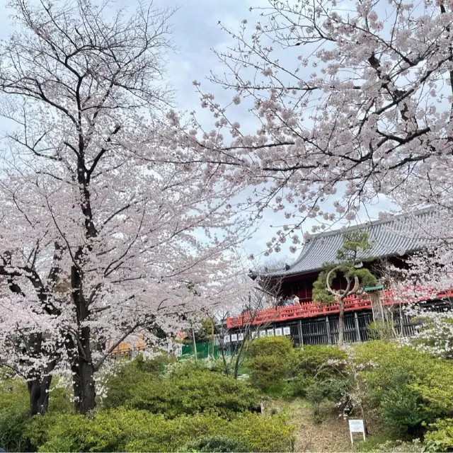 【お花見】大賑わいの上野公園