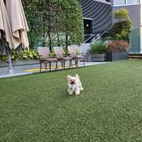 DogCation毛孩放電假期住宿體驗🐾