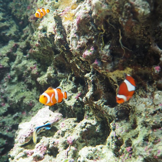 Xpark aquarium in taipei taoyuan