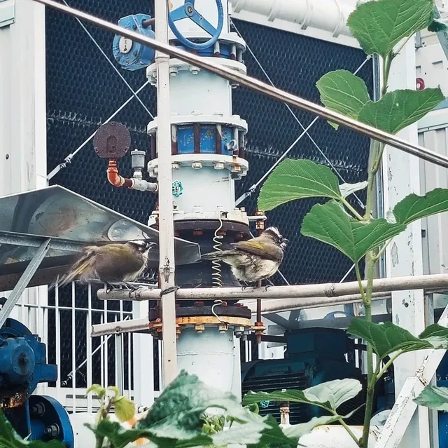 Rooftop Farm in the City