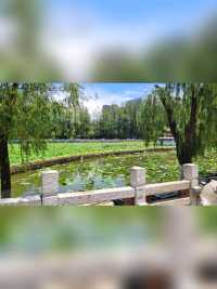 閒逛‘翠湖’-夏天無白鷺賞•昆明五華區必遊第一排名景點