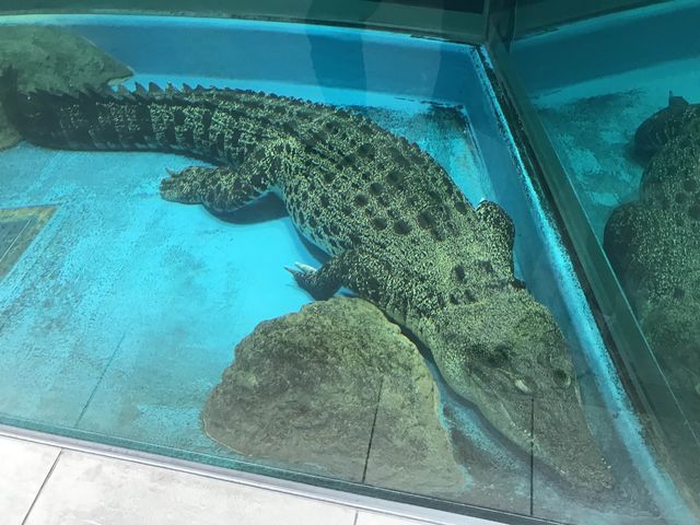 係水族館又係動物園♥️完美結合
