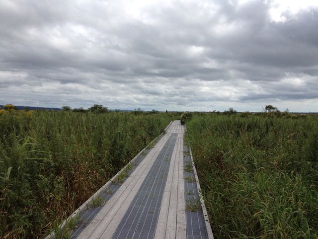北海道　北海道観光　北海道らしい風景　サロベツ原生花園で和む！