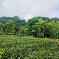 英西峰林•T三有機茶園