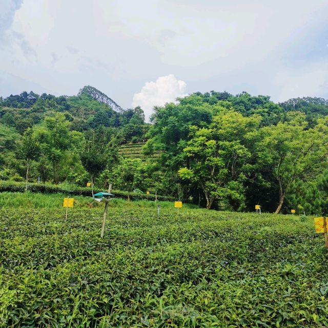 英西峰林•T三有機茶園