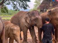 하룻동안 코끼리의 친구가 될 수 있는 치앙마이 Kerchor elephant eco park