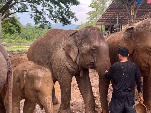 하룻동안 코끼리의 친구가 될 수 있는 치앙마이 Kerchor elephant eco park