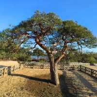 Plum tree garden in March 