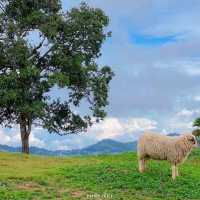 แลนด์มาร์คแห่งใหม่ ถ่ายรูปกับน้องแกะน่ารักๆบนดอย🐑🐏