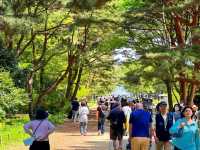 關東整片藍海~常陸海濱公園粉蝶花