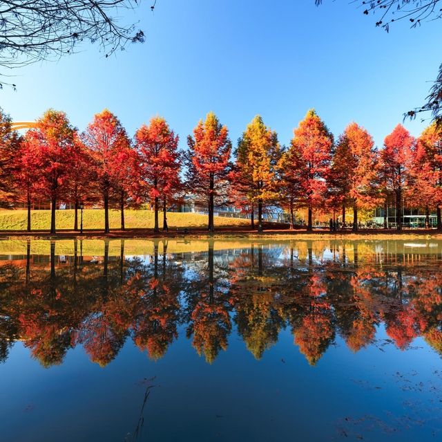 Damyang Metasequoia Road