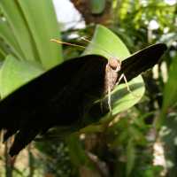 Butterfly Spotting at Hort Park SG