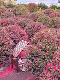 겨울 제주여행을 간다면 꼭 가야하는 동백포레스트🌺