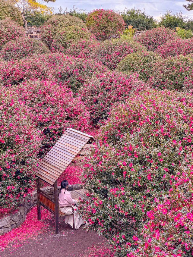 겨울 제주여행을 간다면 꼭 가야하는 동백포레스트🌺
