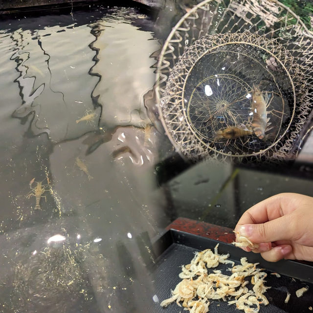 沙田都有釣蝦玩喇🦐