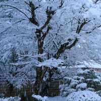 雪裡遊玩😆千光寺