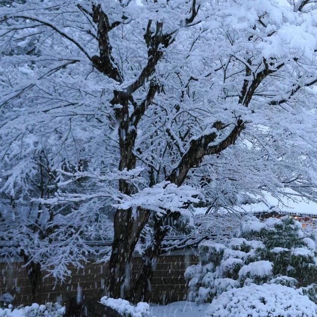 雪裡遊玩😆千光寺