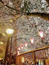 【東京】人気桜スポット🌸目黒川にかかるソメイヨシノトンネル