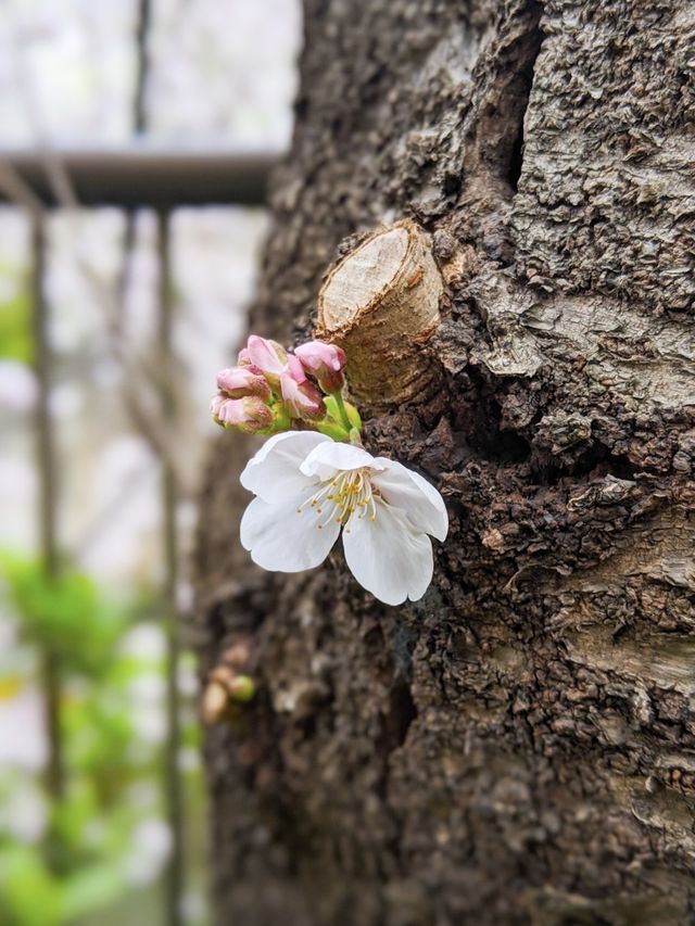 【東京桜グルメ】目黒川が桜で染まる🌸桜まつりを楽しもう！