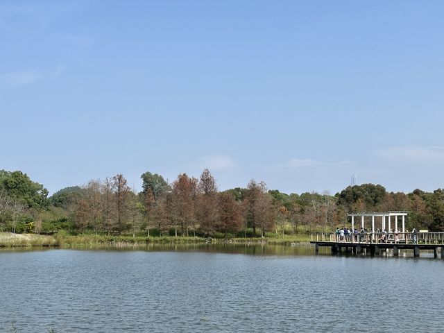 香港好去處 | 香港濕地公園 | 一月賞紅葉 | 二月賞李花