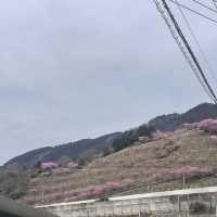 เที่ยวชม Sakura at Matsuda , Japan