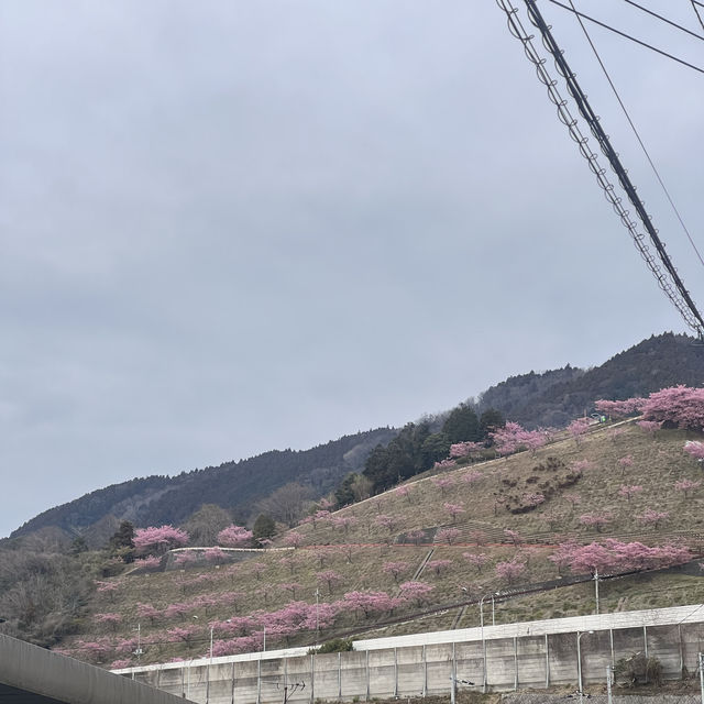 เที่ยวชม Sakura at Matsuda , Japan