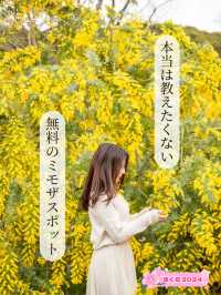 【東京都/代々木】本当は教えたくない東京無料のミモザスポット