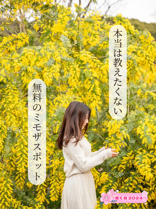 【東京都/代々木】本当は教えたくない東京無料のミモザスポット