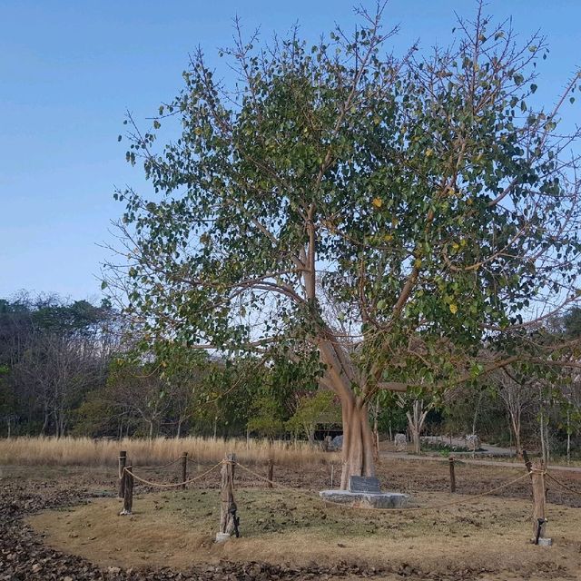 Plum Village ThaiLand - peace insideout