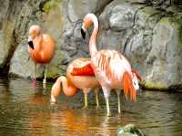 Los Angeles Zoo