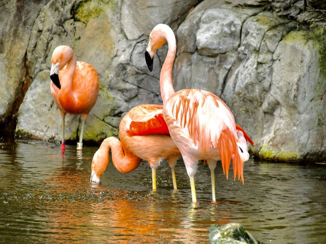Los Angeles Zoo