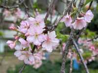 香港好去處 | 坐港鐵屯馬線去賞櫻(三) | 石門安景街公園